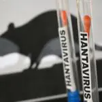 Hantavirus : un premier test positif et 22 cas contacts identifiés en France