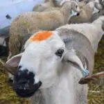 Aïd el-Adha 2026 : l’Arabie saoudite fixe la date de la fête du sacrifice