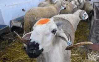 Aïd el-Adha 2026 : l’Arabie saoudite fixe la date de la fête du sacrifice