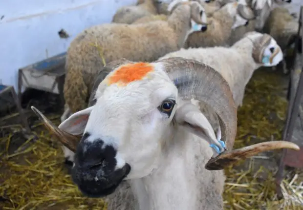Aïd el-Adha 2026 : l’Arabie saoudite fixe la date de la fête du sacrifice