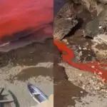 Pollution à la plage du Cimetière d&rsquo;Aïn Bénian : une enquête urgente ouverte