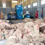 Aïd El-Adha : ne jetez plus vos peaux de mouton, elles valent de l&rsquo;or pour l&rsquo;économie
