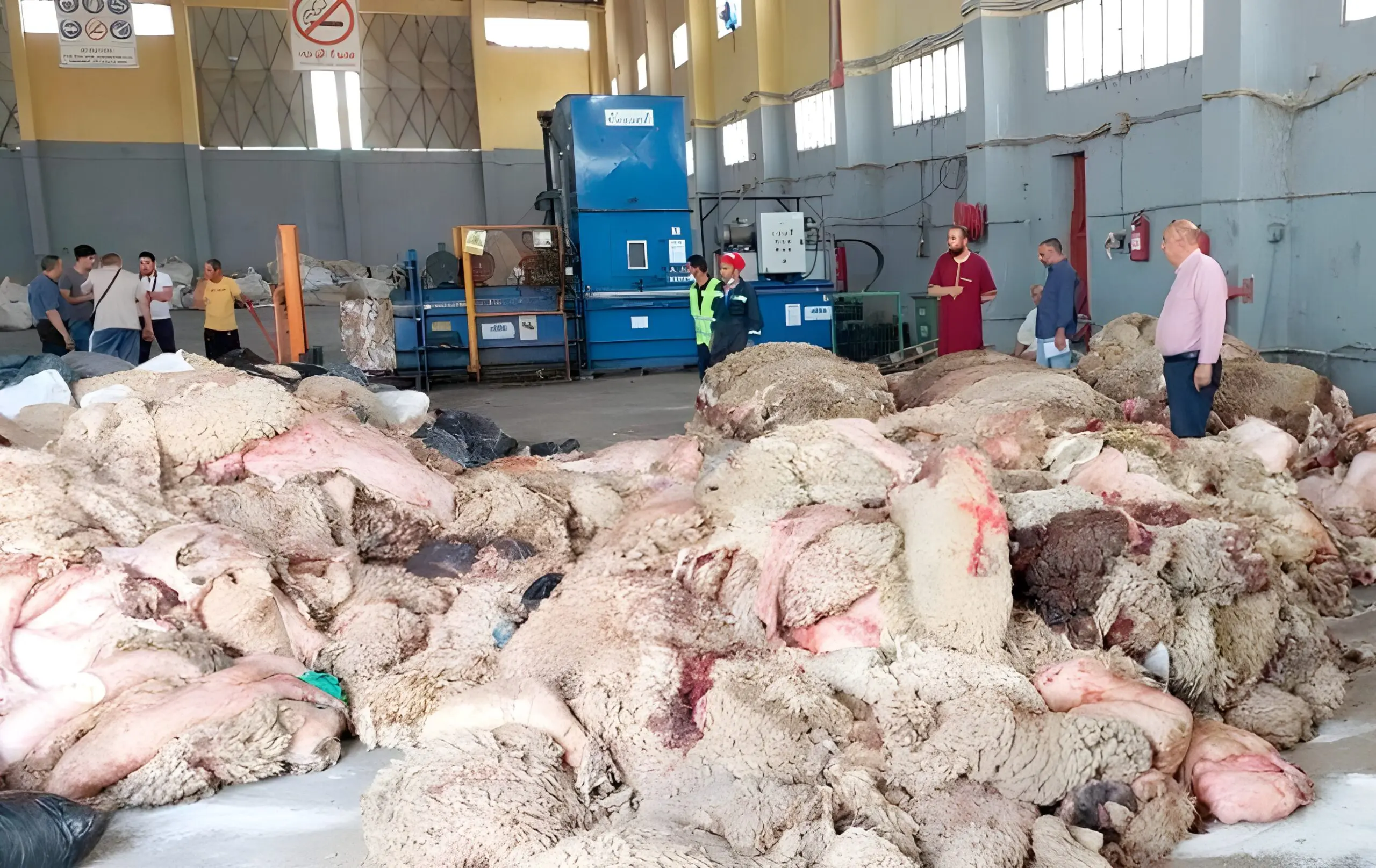 Aïd El-Adha : ne jetez plus vos peaux de mouton, elles valent de l’or pour l’économie