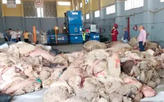 Aïd El-Adha : ne jetez plus vos peaux de mouton, elles valent de l&rsquo;or pour l&rsquo;économie