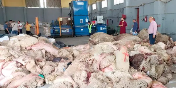 Aïd El-Adha : ne jetez plus vos peaux de mouton, elles valent de l’or pour l’économie