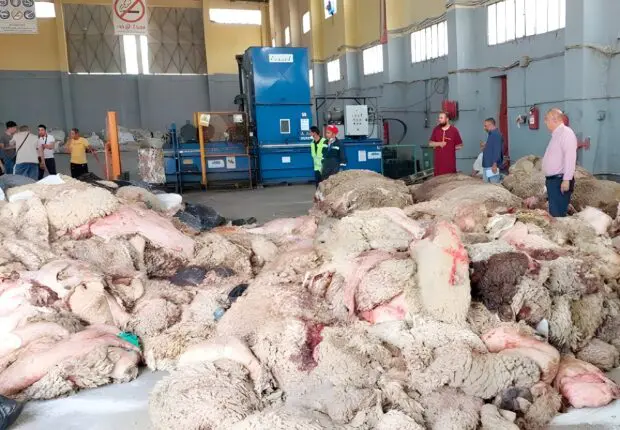 Aïd El-Adha : ne jetez plus vos peaux de mouton, elles valent de l’or pour l’économie