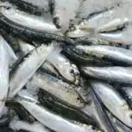 Son prix chute à 150 DA/kg : la sardine enregistre une baisse spectaculaire après l&rsquo;Aïd