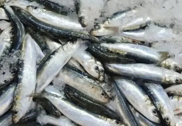 Son prix chute à 150 DA/kg : la sardine enregistre une baisse spectaculaire après l&rsquo;Aïd