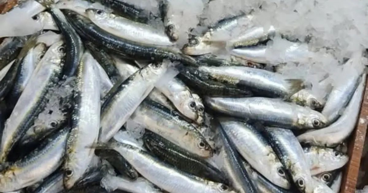 Son prix chute à 150 DA/kg : la sardine enregistre une baisse spectaculaire après l’Aïd
