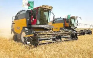 Agriculture : l’université algérienne donne naissance à 6 nouvelles variétés de ce produit vital