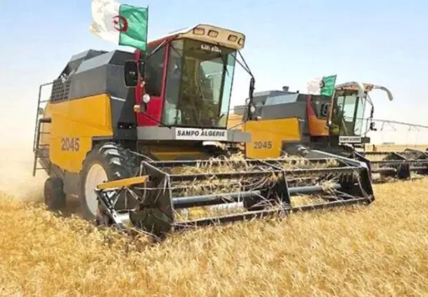 Agriculture : l&rsquo;université algérienne donne naissance à 6 nouvelles variétés de ce produit vital