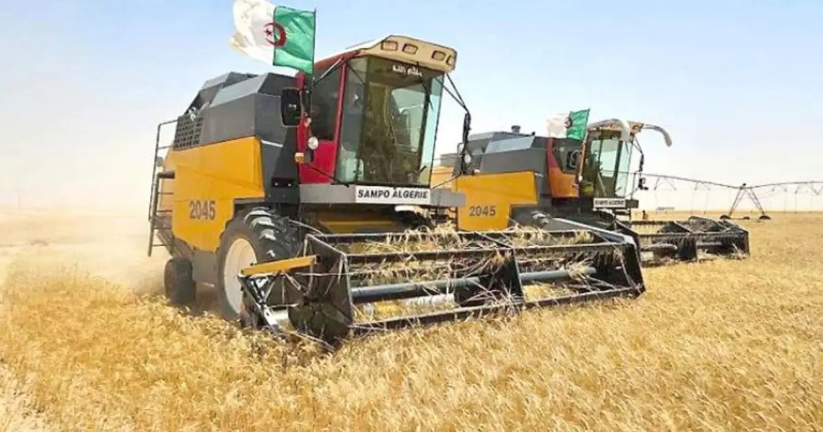 Agriculture : l’université algérienne donne naissance à 6 nouvelles variétés de ce produit vital