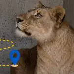 L&rsquo;info est tombée : on connaît le sort de la lionne de Hassi Messaoud