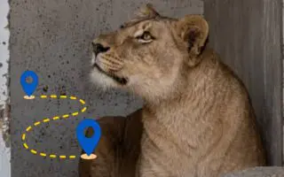 L’info est tombée : on connaît le sort de la lionne de Hassi Messaoud