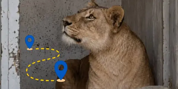 L’info est tombée : on connaît le sort de la lionne de Hassi Messaoud