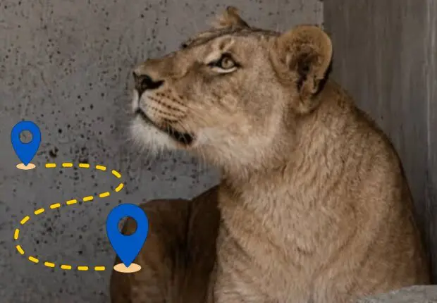 L&rsquo;info est tombée : on connaît le sort de la lionne de Hassi Messaoud