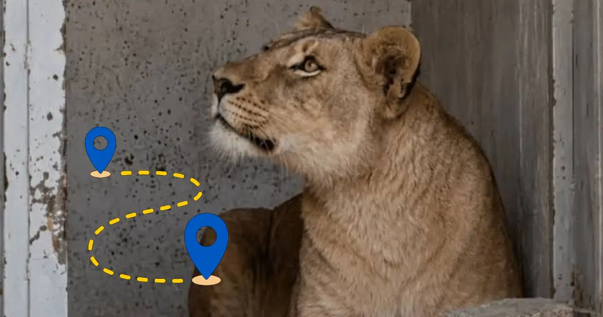 L’info est tombée : on connaît le sort de la lionne de Hassi Messaoud
