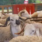 La viande a atteint 3 000 DA le kilo : l&rsquo;Algérie se tourne vers l&rsquo;importation de moutons américains