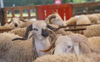 La viande a atteint 3 000 DA le kilo : l’Algérie se tourne vers l’importation de moutons américains