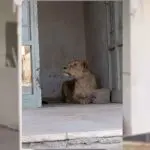 Scène rare et inquiétante en Algérie : une lionne en liberté filmée en pleine rue (VIDÉO)