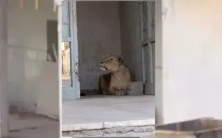 Scène rare et inquiétante en Algérie : une lionne en liberté filmée en pleine rue (VIDÉO)