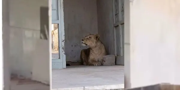 Scène rare et inquiétante en Algérie : une lionne en liberté filmée en pleine rue (VIDÉO)