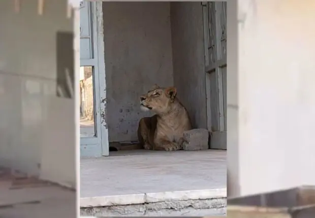 Scène rare et inquiétante en Algérie : une lionne en liberté filmée en pleine rue (VIDÉO)