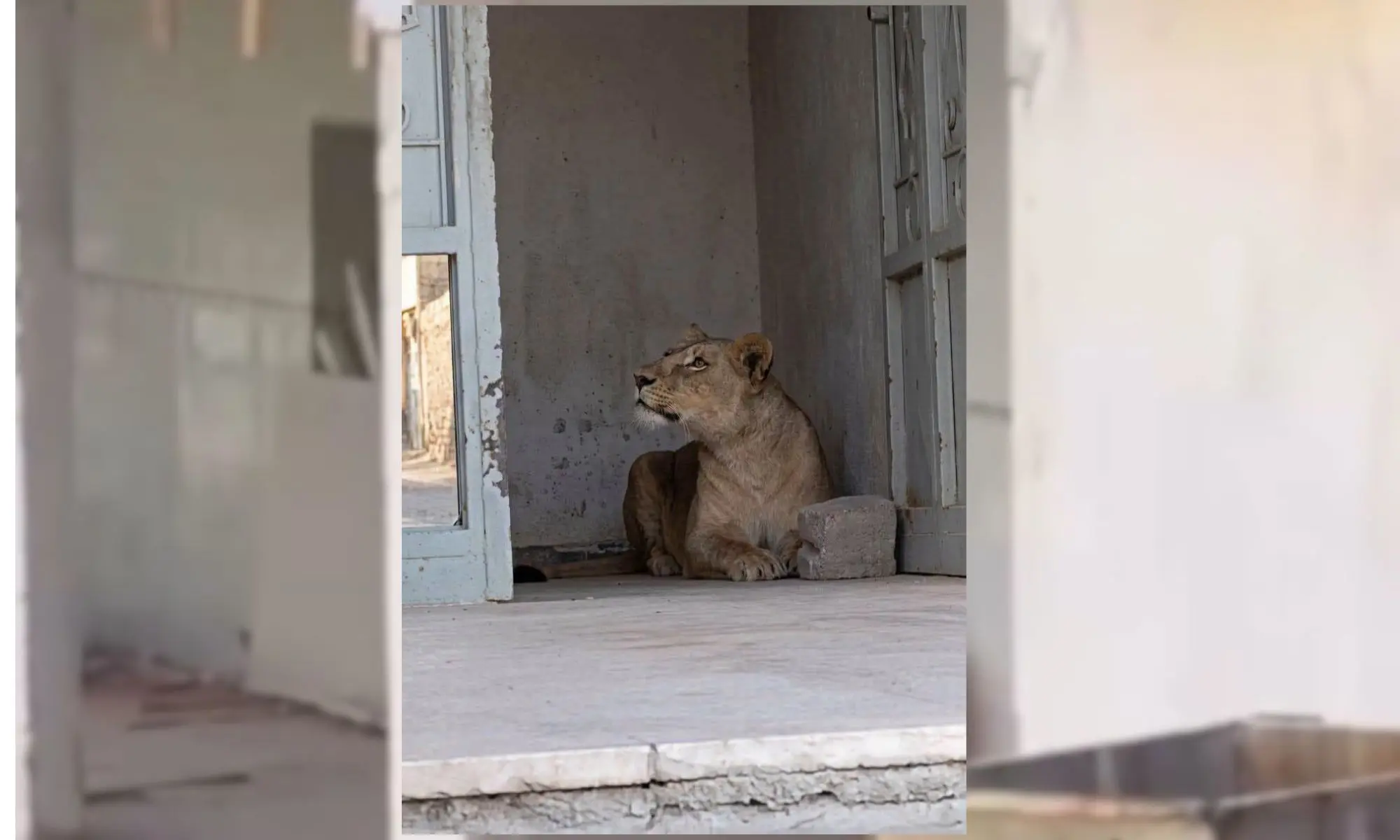 Scène rare et inquiétante en Algérie : une lionne en liberté filmée en pleine rue (VIDÉO)