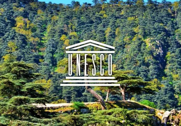Cette forêt algérienne classée par l’UNESCO parmi les réserves mondiales de biosphère