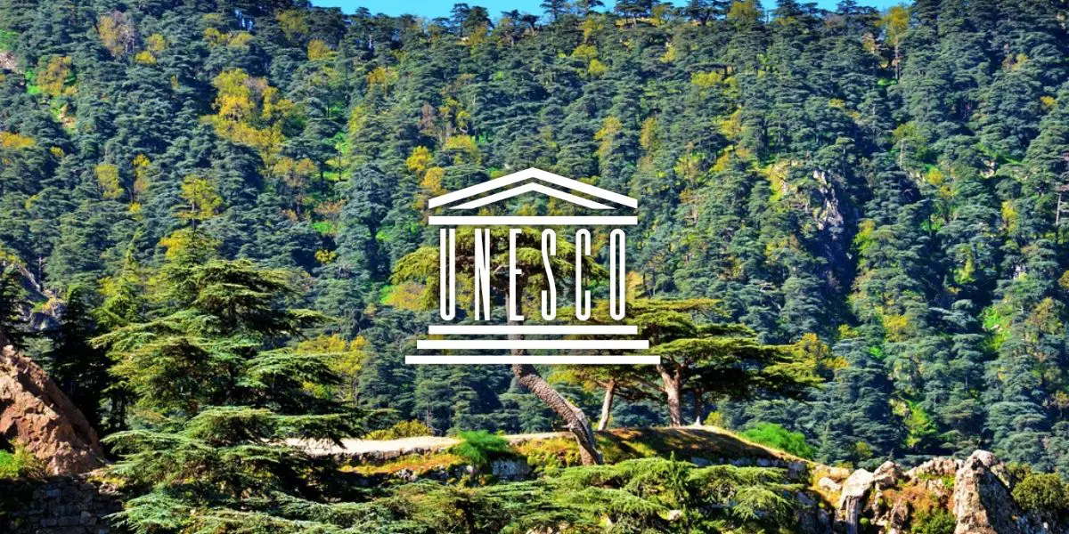 Cette forêt algérienne classée par l’UNESCO parmi les réserves mondiales de biosphère