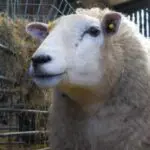 Après les céréales, ce pays s&rsquo;apprête à livrer ses premiers moutons à l&rsquo;Algérie dès 2027