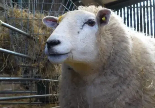 Après les céréales, ce pays s&rsquo;apprête à livrer ses premiers moutons à l&rsquo;Algérie dès 2027