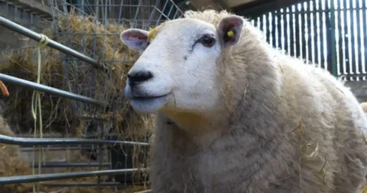 Après les céréales, ce pays s’apprête à livrer ses premiers moutons à l’Algérie dès 2027