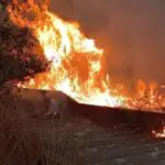 Face aux feux ravageurs à Annaba : la DSA lance un appel urgent aux agriculteurs