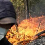 Incendies de forêt : L’État dévoile la date de versement des indemnisations