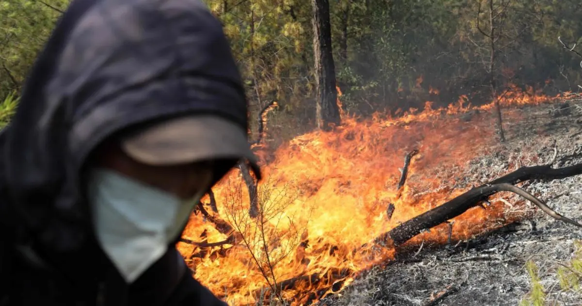 Incendies de forêt : L’État dévoile la date de versement des indemnisations