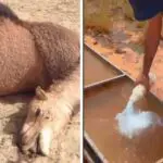 VIDÉO CHOC. Un agriculteur empoisonne l&rsquo;eau de dromadaires à El Meniaa : les autorités réagissent