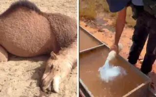 VIDÉO CHOC. Un agriculteur empoisonne l’eau de dromadaires à El Meniaa : les autorités réagissent