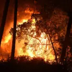 Le directeur général des forêts dévoile les causes de la propagation des feux en Algérie
