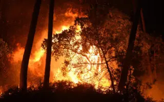 Incendies à Jijel : neuf suspects écroués après trois affaires d&rsquo;incendies volontaires