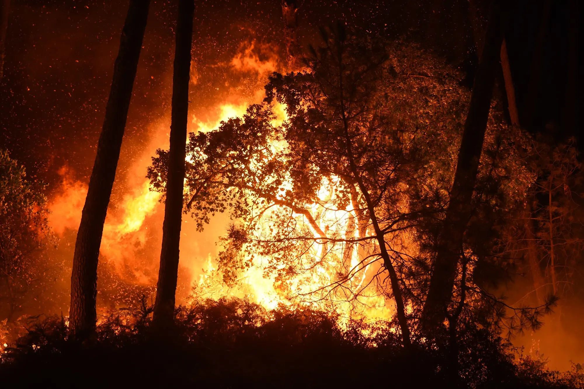 Le directeur général des forêts dévoile les causes de la propagation des feux en Algérie