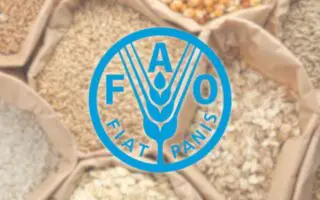 Prix alimentaires mondiaux : ce que révèle le dernier rapport de la FAO