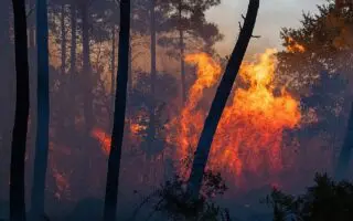 Feux de forêt : plusieurs wilayas touchées et des familles évacuées à cette wilaya