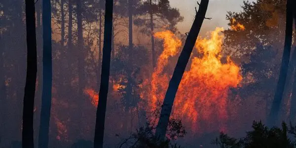 Feux de forêt : plusieurs wilayas touchées et des familles évacuées dans cette wilaya