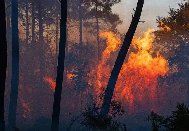 Feux de forêt : plusieurs wilayas touchées et des familles évacuées dans cette wilaya