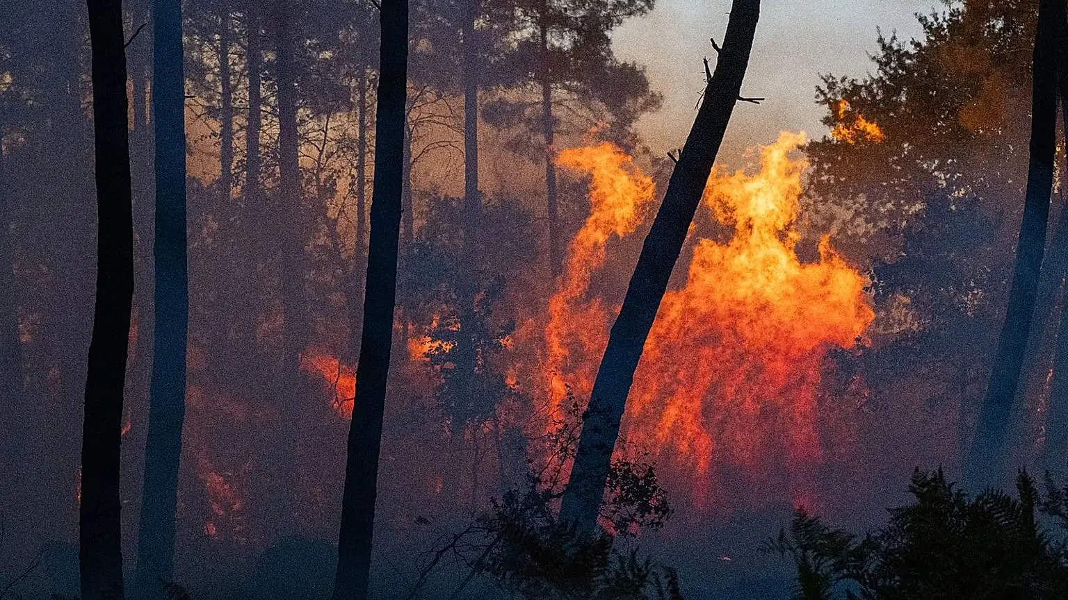 Feux de forêt : plusieurs wilayas touchées et des familles évacuées à cette wilaya