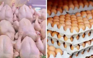 Poulet à 500 DA/kg, plateau d&rsquo;œufs à 600 DA : l&rsquo;État intervient pour faire chuter les prix