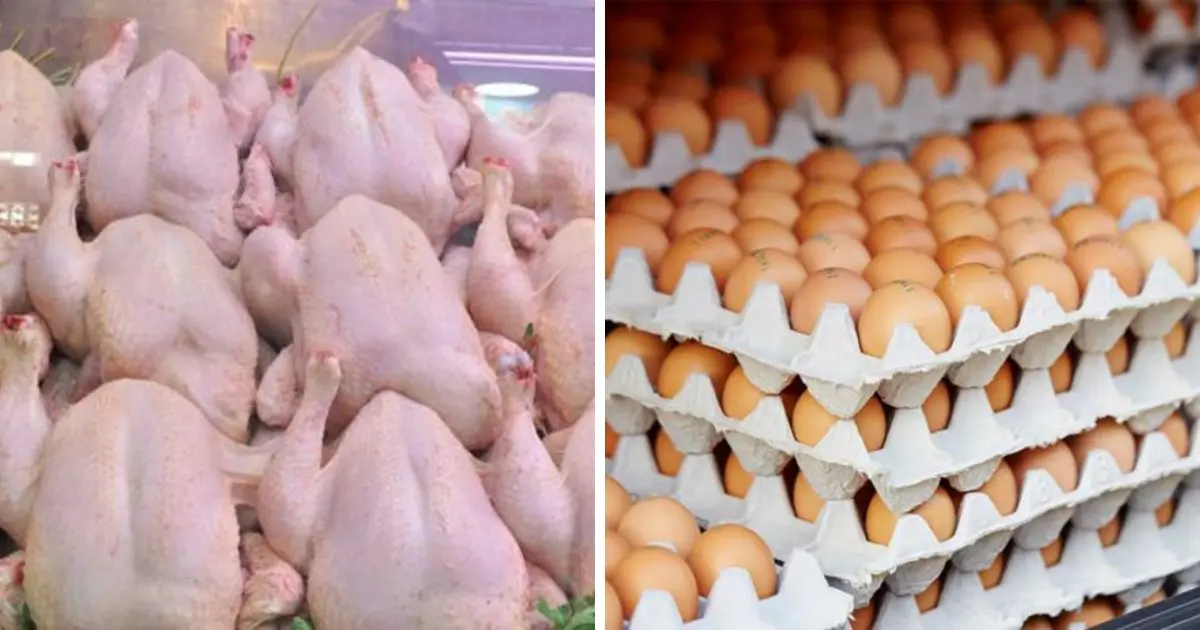 Poulet à 500 DA/kg, plateau d’œufs à 600 DA : l’État intervient pour faire chuter les prix