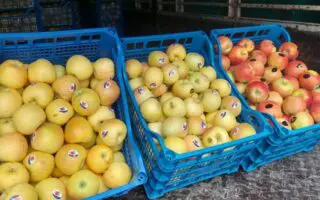 Son prix passe sous la barre des 200 DA/kg : récolte exceptionnelle de pommes dans cette wilaya