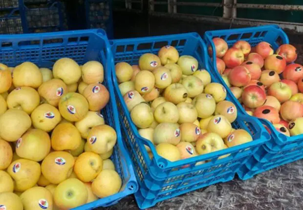 Son prix passe sous la barre des 200 DA/kg : récolte exceptionnelle de pommes dans cette wilaya
